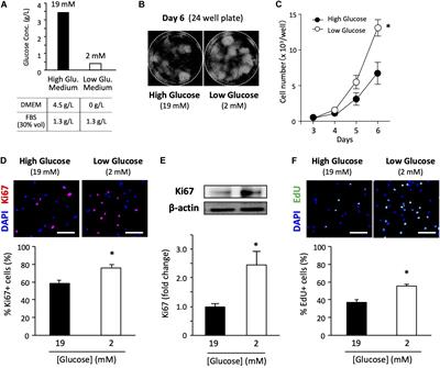 Excess Glucose Impedes the Proliferation of Skeletal Muscle Satellite Cells Under Adherent Culture Conditions